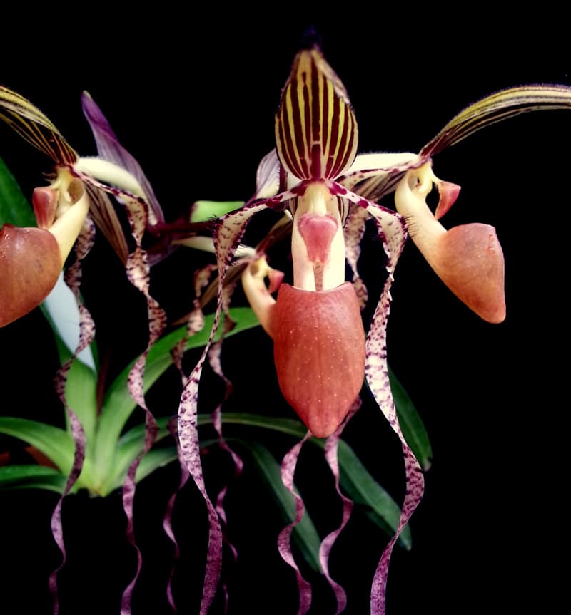 Close up of an orchid