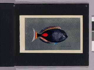 Go to image 13.