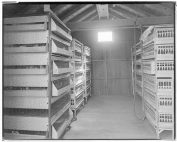 P2 - Poultry