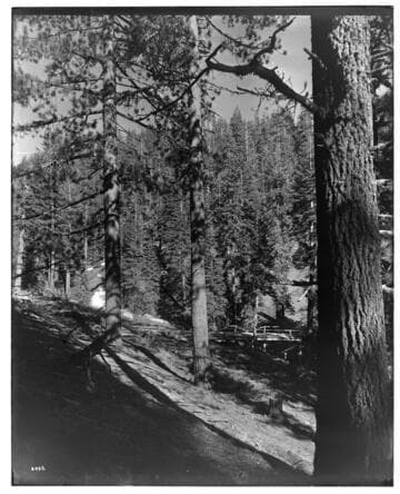 Big Creek Scenery