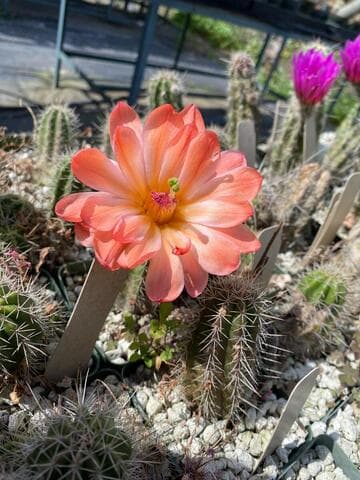 Echinocereus salm-dyckianus ssp. obscuriensis