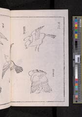 Go to image 254.