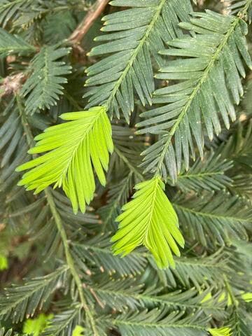 Sequoia sempervirens 'Aptos Blue'
