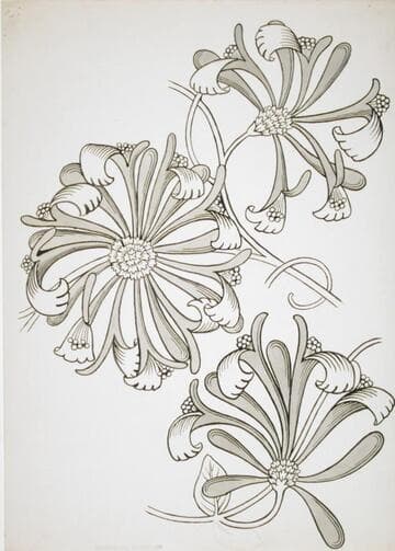 Honeysuckle