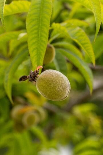 Prunus persica 'Early Pink'
