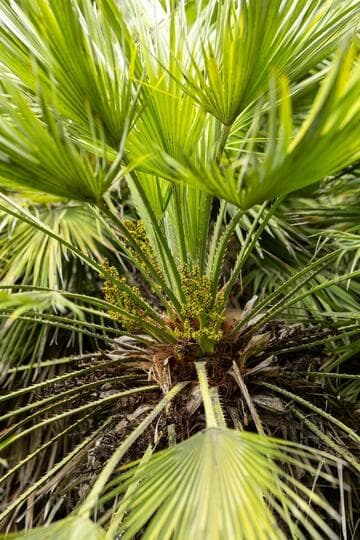 Chamaerops humilis 'Greenmound'