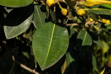 Ficus macrophylla