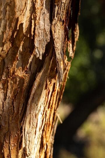 Eucalyptus eximia
