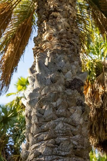 Butia capitata