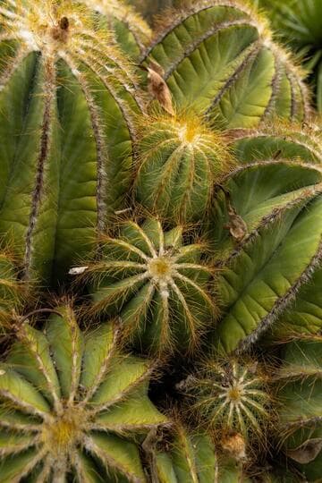 Parodia magnifica
