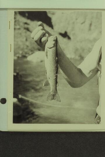Trout from Tapeats