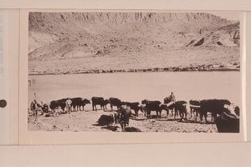 Chas. Spencer's ox team at San Juan River placer operation. Spencer's camp, Mile 38