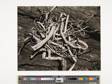 Dry Kelp, Point Lobos
