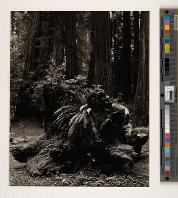 Coast Redwoods