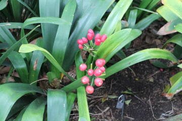 Clivia miniata