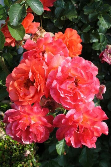 Rosa 'Above All'