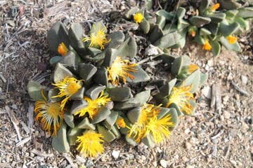 Pleiospilos peersii