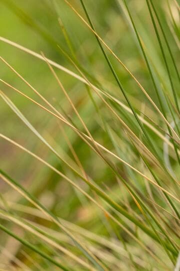 Muhlenbergia dubia