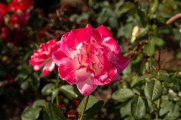 Go to image 3.