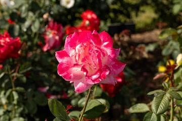 Rosa 'Cherry-Vanilla'