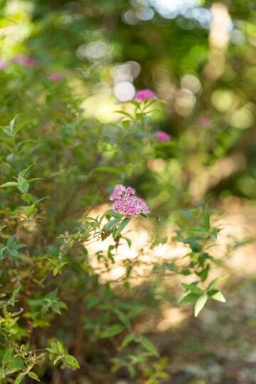 Spiraea japonica cv