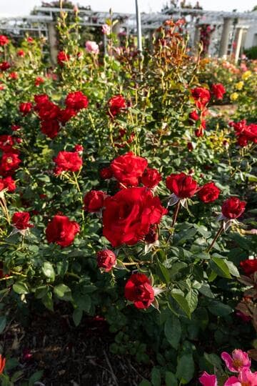 Rosa 'Oh My!'