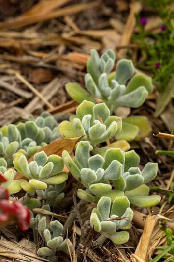 Echeveria pulvinata var. frigida