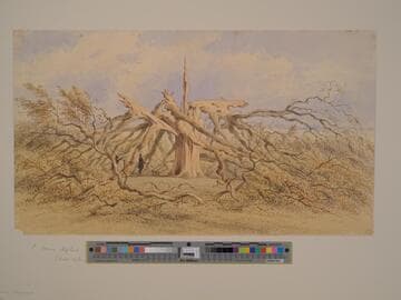 Stricken Oak
