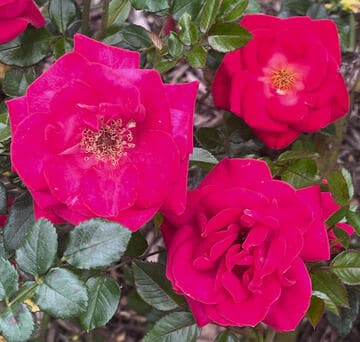 Rosa 'Be My Baby'