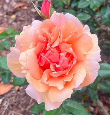 Rosa 'Soul Sister'