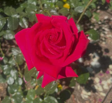 Rosa 'Red Devil'