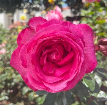 Rosa 'Big Momma'