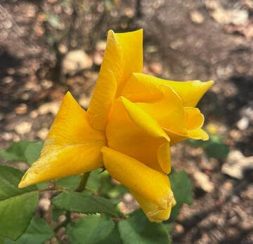 Rosa 'Golden Giant'