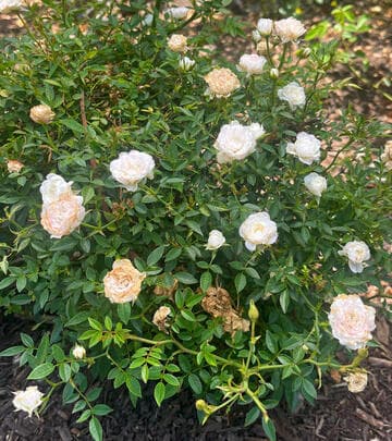 Rosa 'Cinderella'