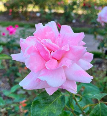 Rosa 'Lucky Lady'