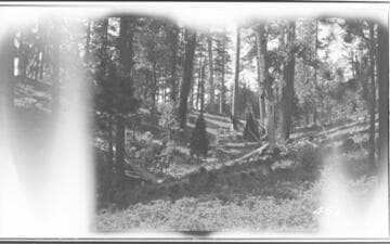 Forest area