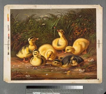 Ducklings