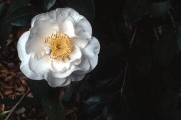 Go to image 2.
