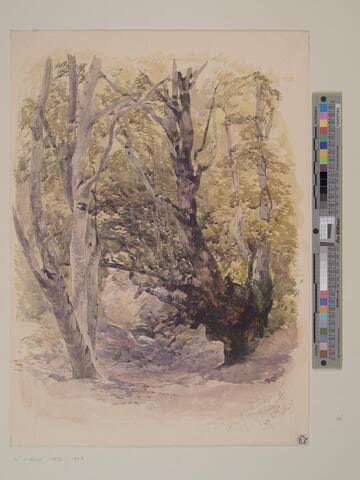 Tree Study