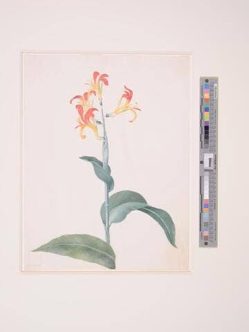 Canna (Scitaminea)