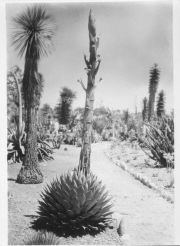 Agave huachucensis
