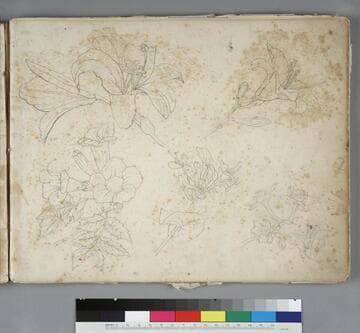 Drawing Book