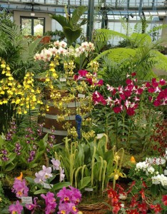 Orchids Orchids in the Conservatory