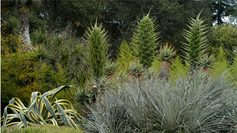 Puya berteroniana Puya berteroniana