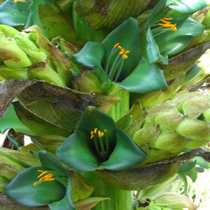 Puya berteroniana Puya berteroniana