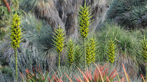 rainbows_top Puya in the Desert Garden