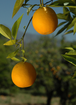 California citrus is at risk of bacterial disease spreading throughout the world. California citrus on tree