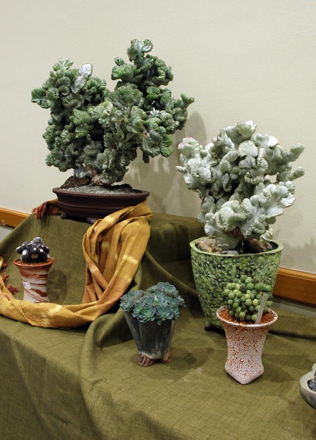 A display of crested cacti and other succulents A display of crested cacti and other succulents
