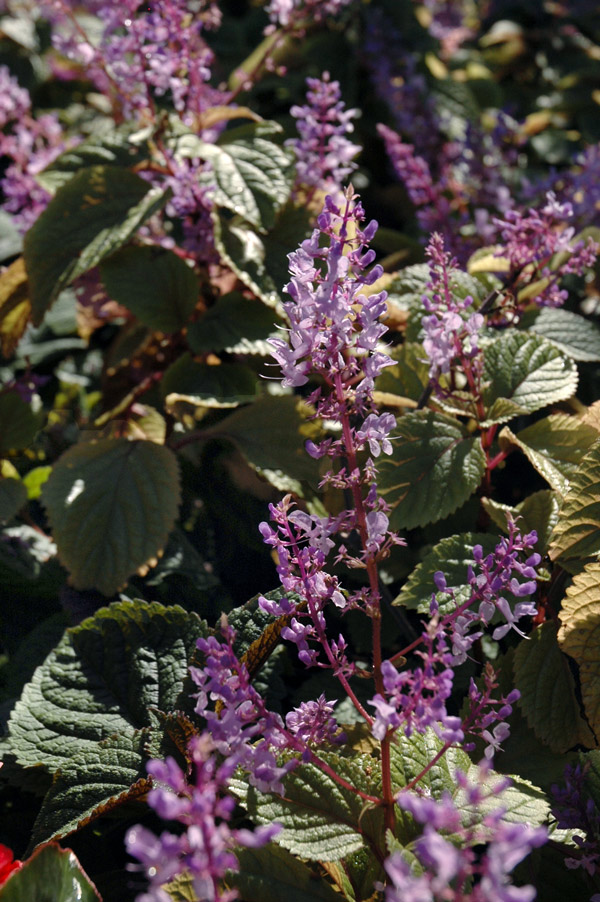 fall-plant-prep-2 Plectranthus ciliatus