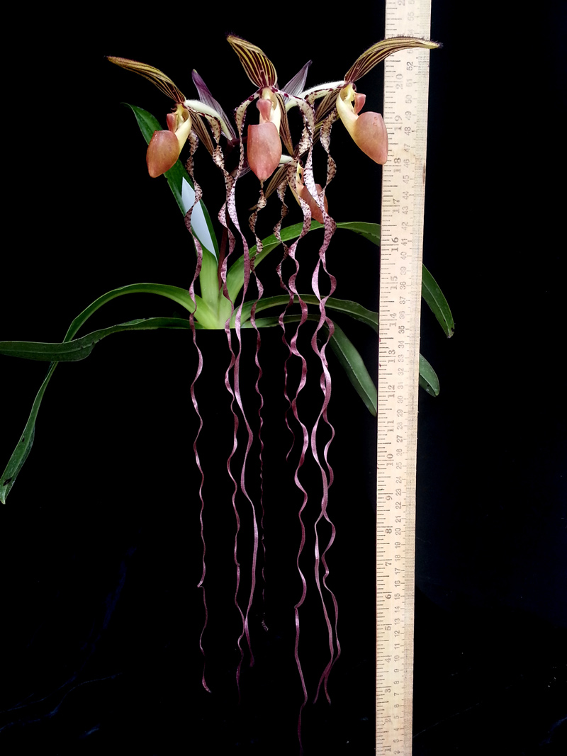 Orchid